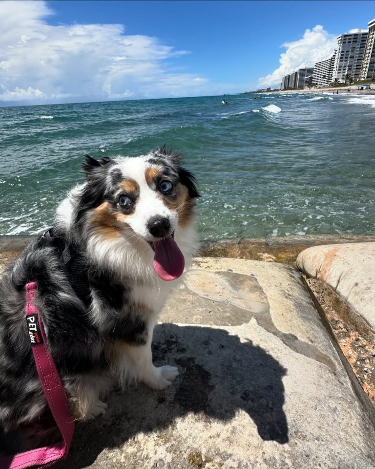 aussiepuppyfinley_1719245444_3397599504061803364_33644771133-768x960 aussiepuppyfinley_1719245444_3397599504061803364_33644771133-768x960